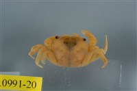 藏品(平背蜞)的圖片